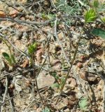 Eremopyrum triticeum. Плодоносящее растение. Казахстан, Джамбульская обл., южнее оз. Балхаш. 13.05.2011.