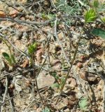 Eremopyrum triticeum