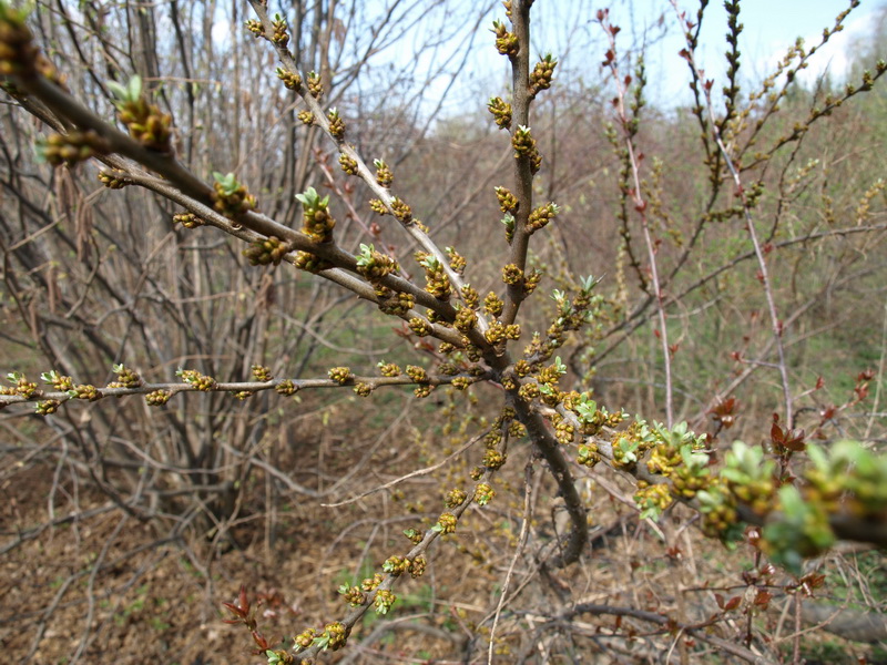 Image of Hippophae rhamnoides specimen.