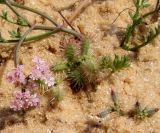 Pseudorlaya pumila