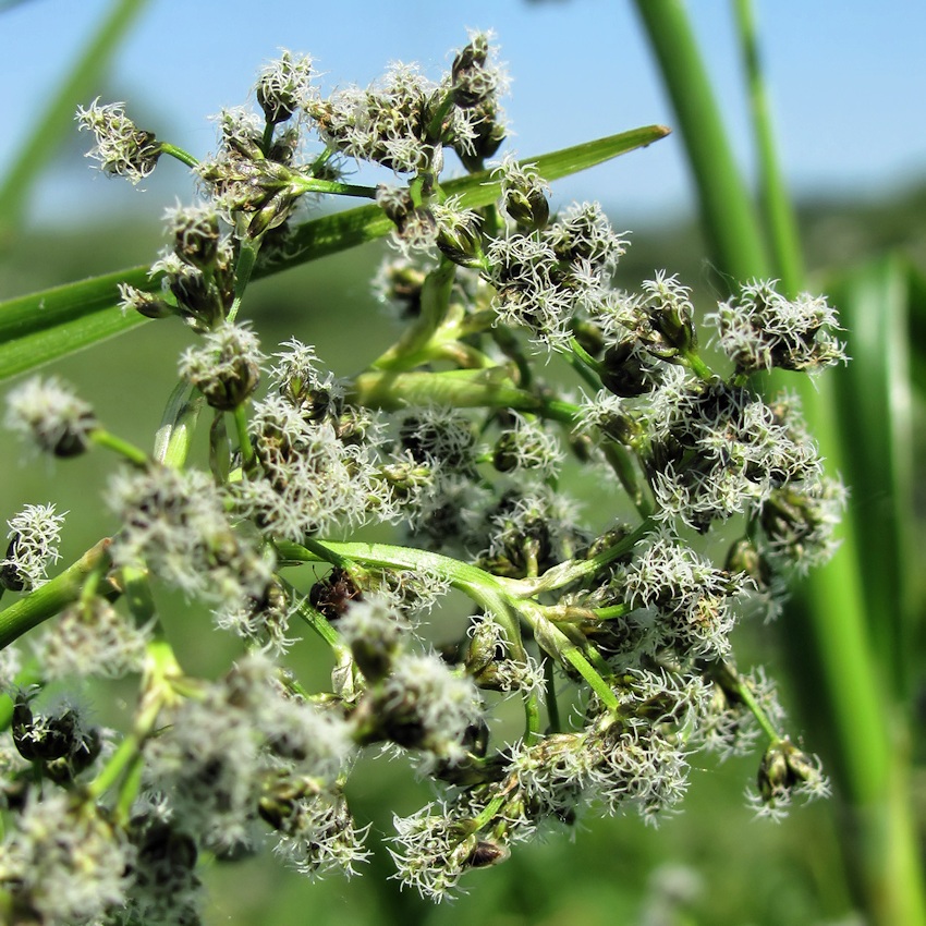 Image of Scirpus sylvaticus specimen.