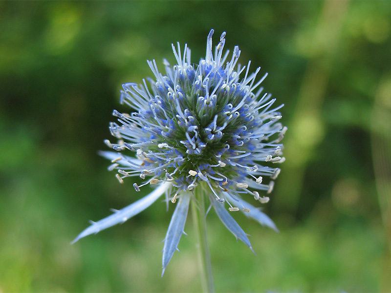 Изображение особи Eryngium planum.