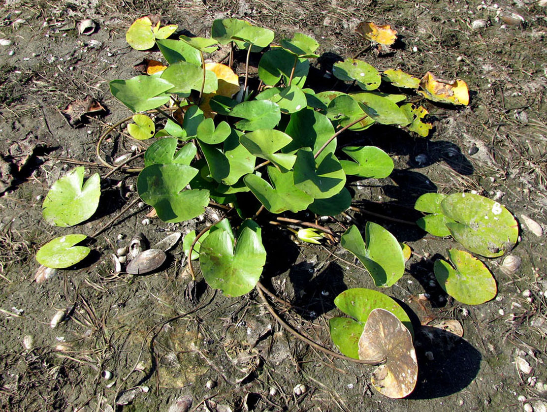 Изображение особи Nymphaea alba.