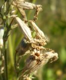 Silene nutans. Плоды (на переднем плане - вскрывшийся, позади - недозрелый). Коми, г. Печора, Печорский лесокомбинат. 30.07.2011.