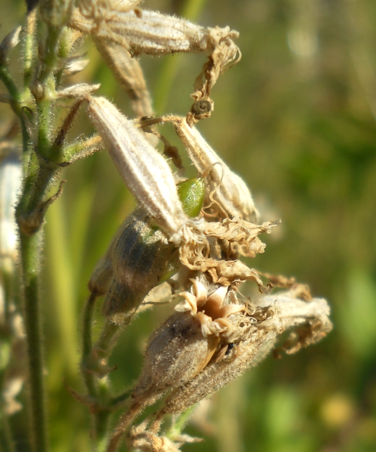 Изображение особи Silene nutans.