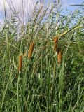 Typha tichomirovii