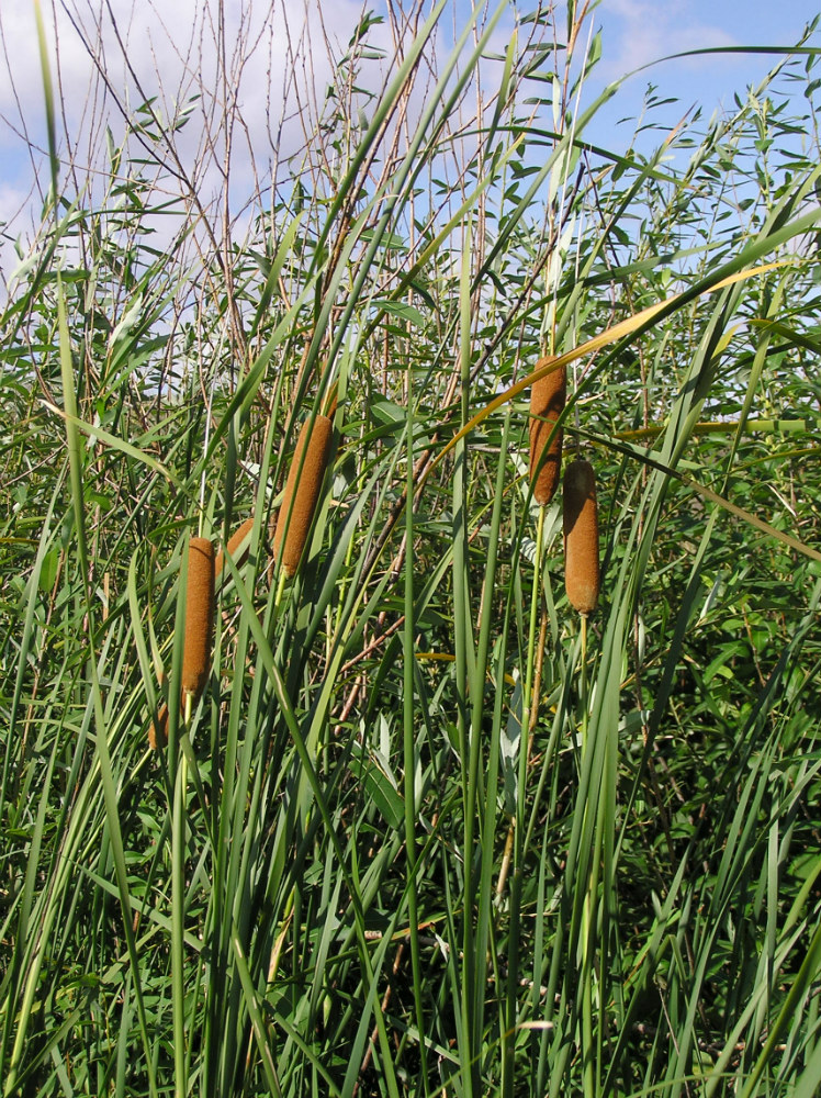 Image of Typha tichomirovii specimen.