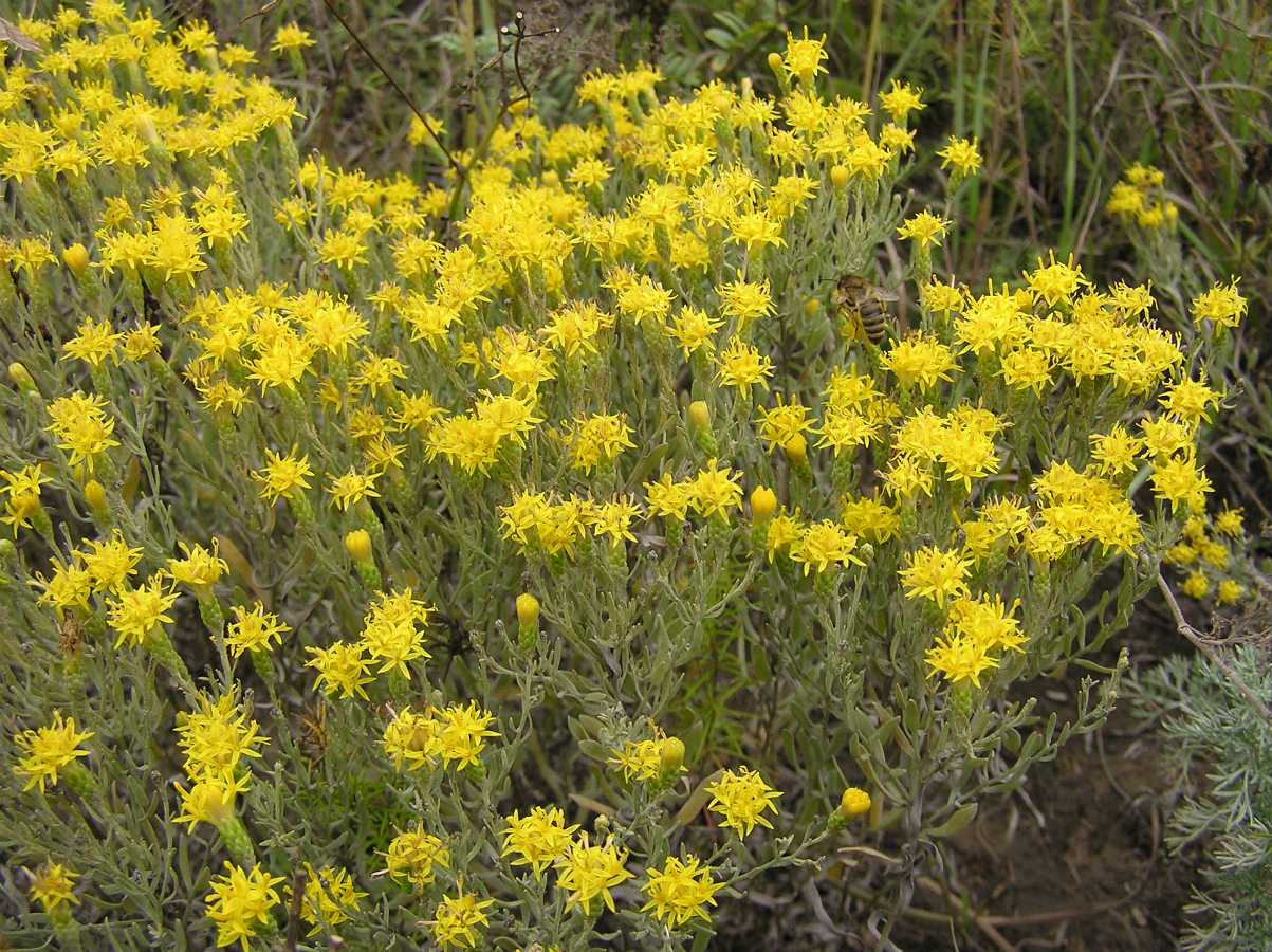 Image of Galatella villosa specimen.