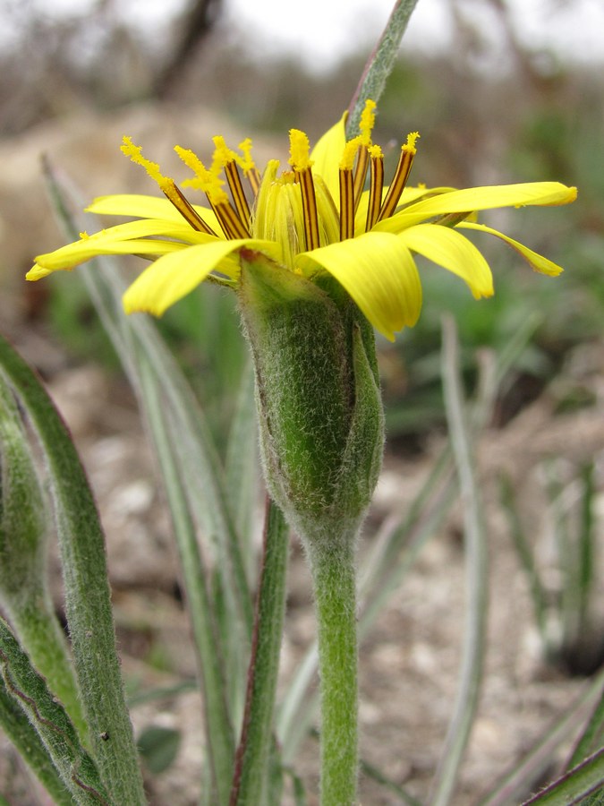 Изображение особи Scorzonera mollis.