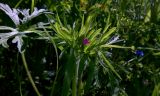 Geranium dissectum