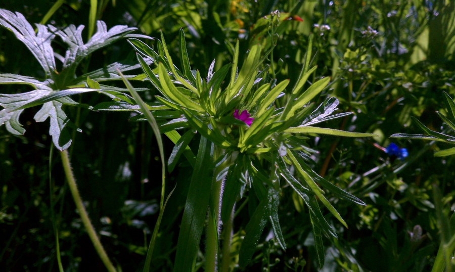 Изображение особи Geranium dissectum.