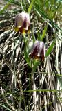 Fritillaria kurdica