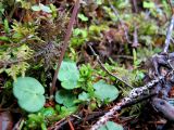 Soldanella montana