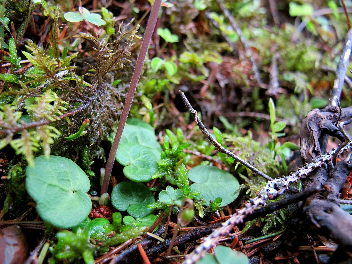 Image of Soldanella montana specimen.