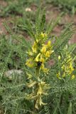 Astragalus turkestanus