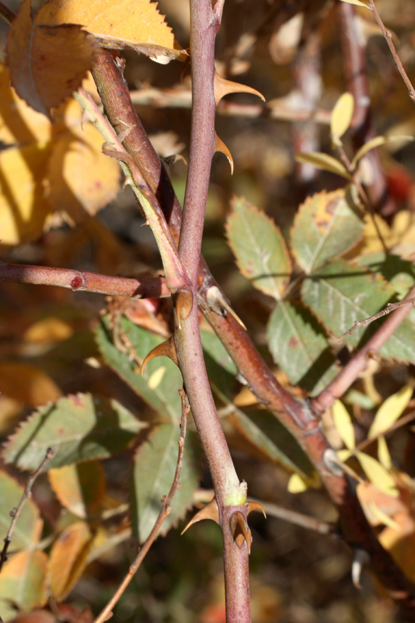 Изображение особи Rosa transturkestanica.