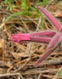 Saponaria glutinosa. Часть соцветия с двумя распустившимися цветками. Крым, южный берег, окр. Алупки, сосновый лес. 2 июня 2012 г.