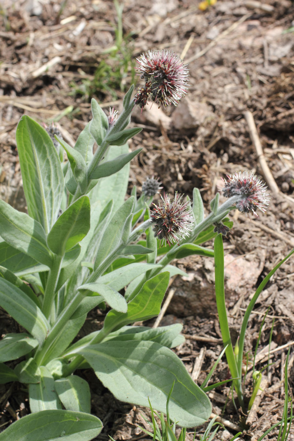 Image of Solenanthus karateginus specimen.