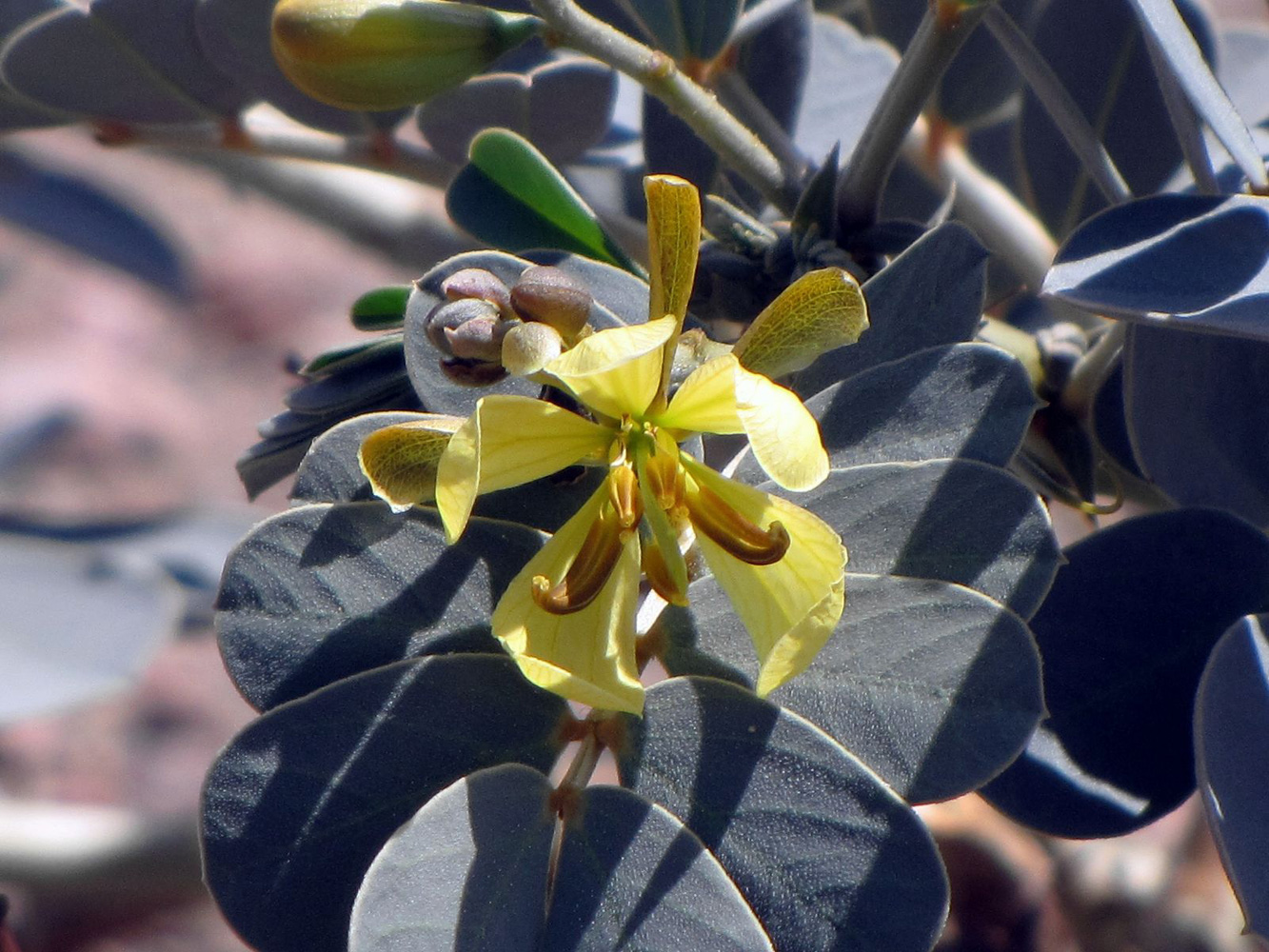 Image of Senna italica specimen.