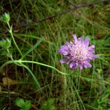 Knautia arvensis