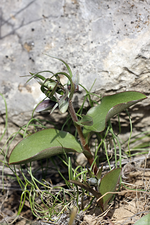 Изображение особи Rhinopetalum stenantherum.