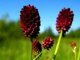 Sanguisorba officinalis. Соцветия. Республика Саха (Якутия), Томпонский р-н, окрестности села Кескил. 08.07.2012.