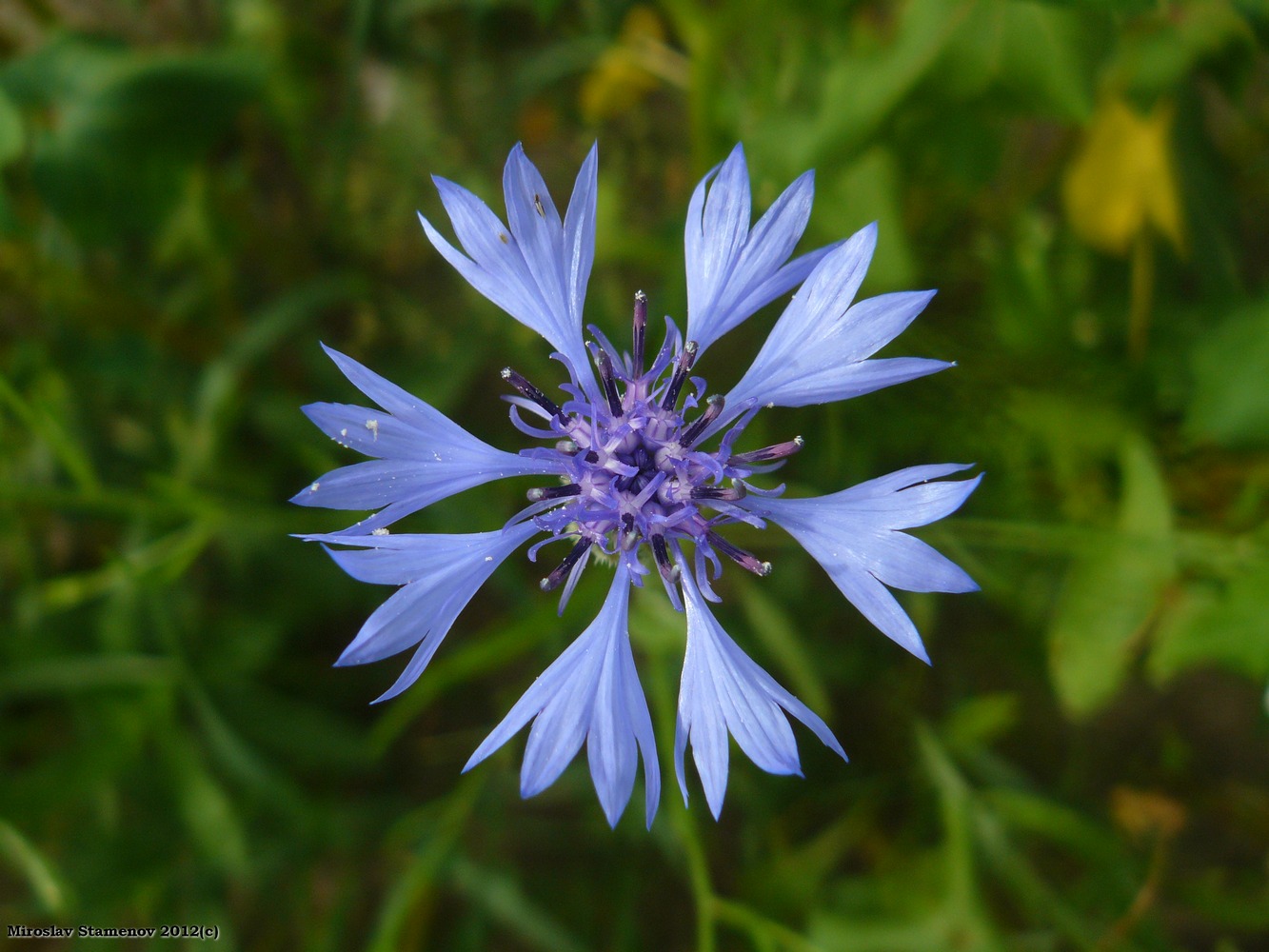 Image of Centaurea cyanus specimen.