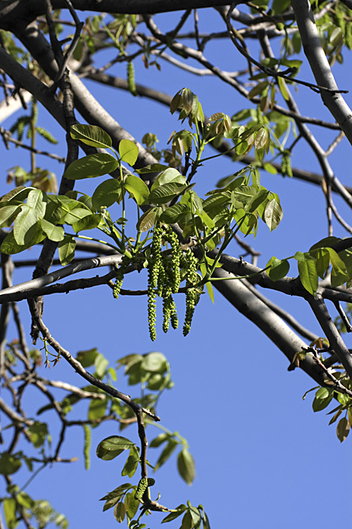 Image of Juglans regia specimen.