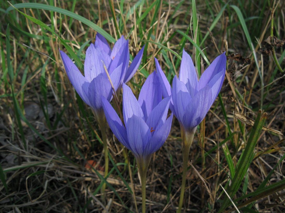 Изображение особи Crocus speciosus.