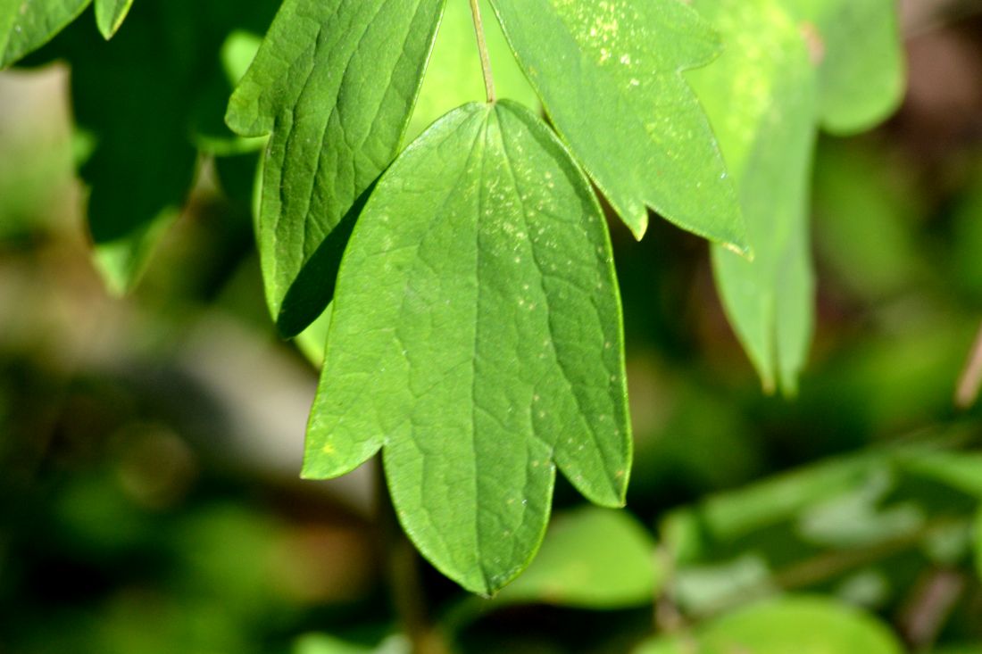 Image of Thalictrum flavum specimen.