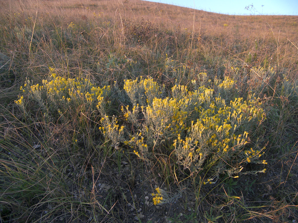 Image of Galatella villosa specimen.