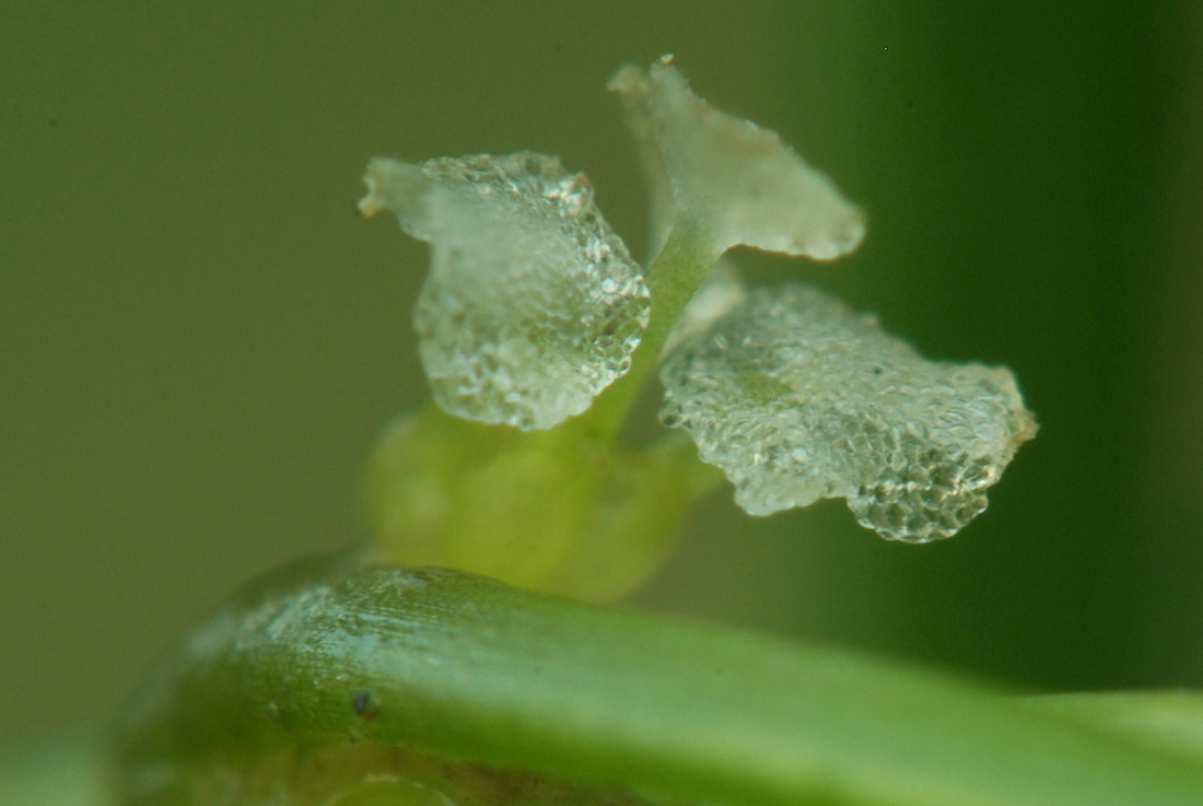 Image of Zannichellia pedunculata specimen.