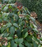 Hydrangea aspera. Верхняя часть отцветающего растения. Нидерланды, г. Venlo, \"Floriada 2012\". 11.09.2012.