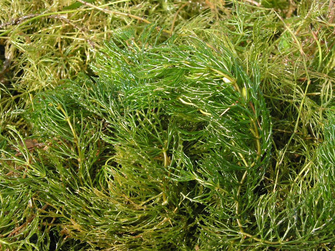 Image of Ceratophyllum demersum specimen.