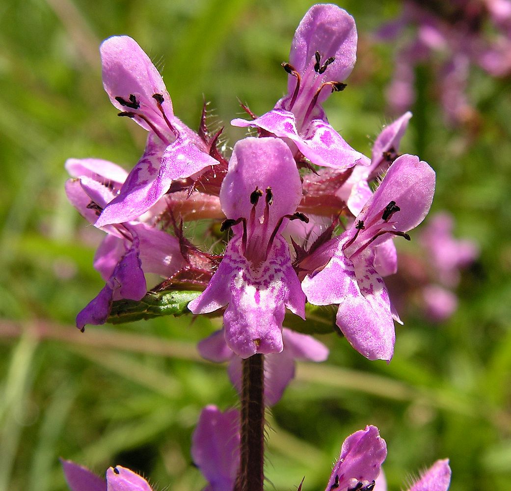 Изображение особи Stachys aspera.