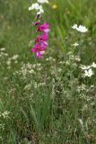 род Gladiolus. Цветущее растение на сухом лугу. Испания, Страна Басков, Алаба, окр. сельского поселения Гопеги. 08.06.2012.