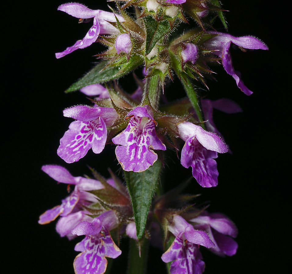 Image of Stachys palustris specimen.