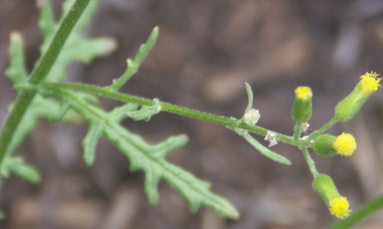 Изображение особи Senecio sylvaticus.