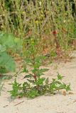 Bidens radiata