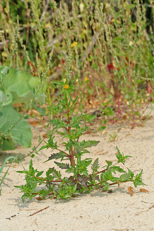 Image of Bidens radiata specimen.