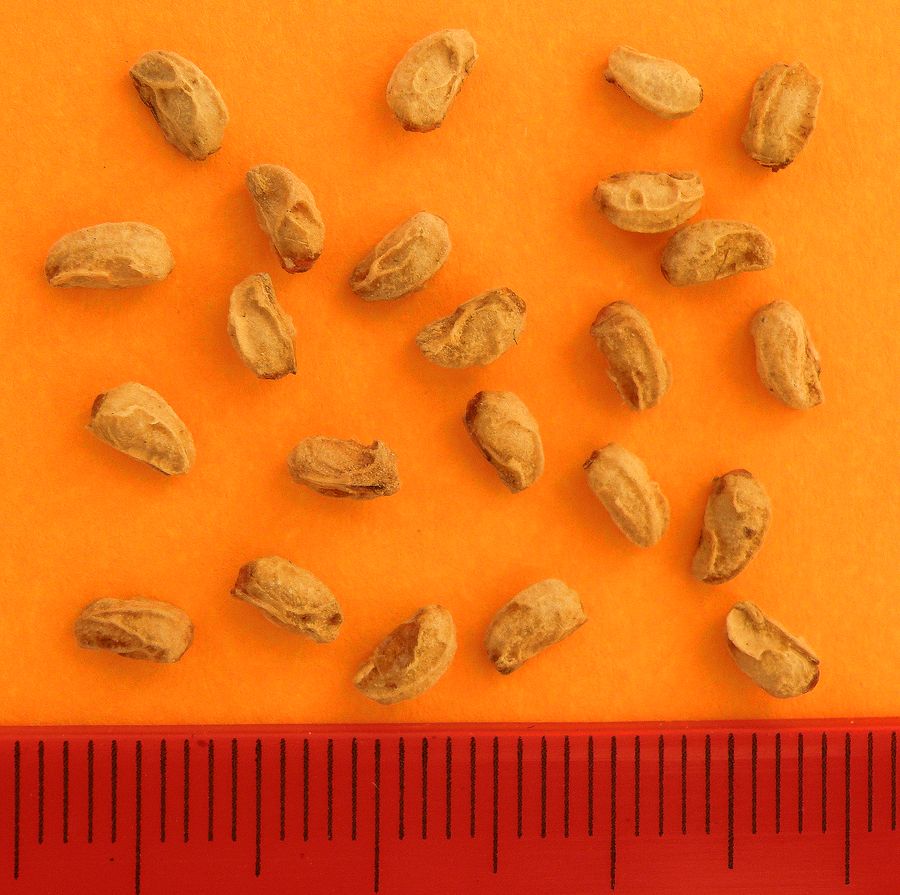 Image of Crataegus maximowiczii specimen.