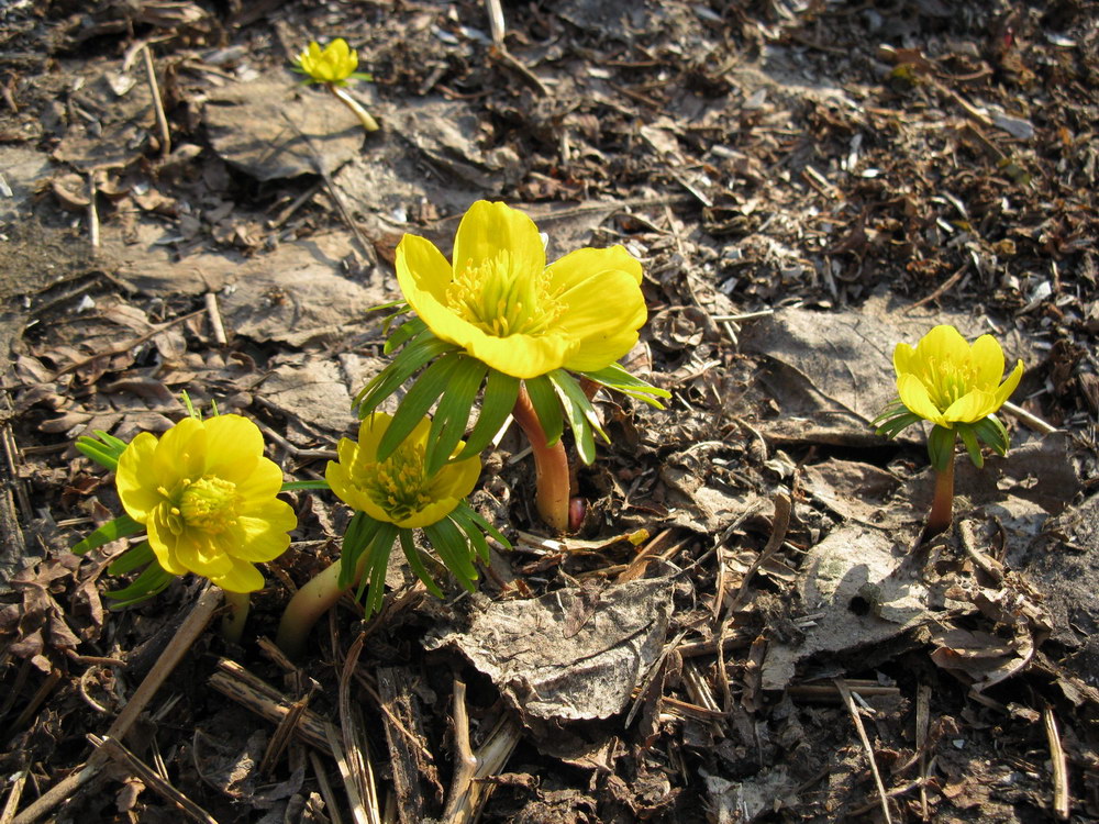 Image of Eranthis cilicica specimen.