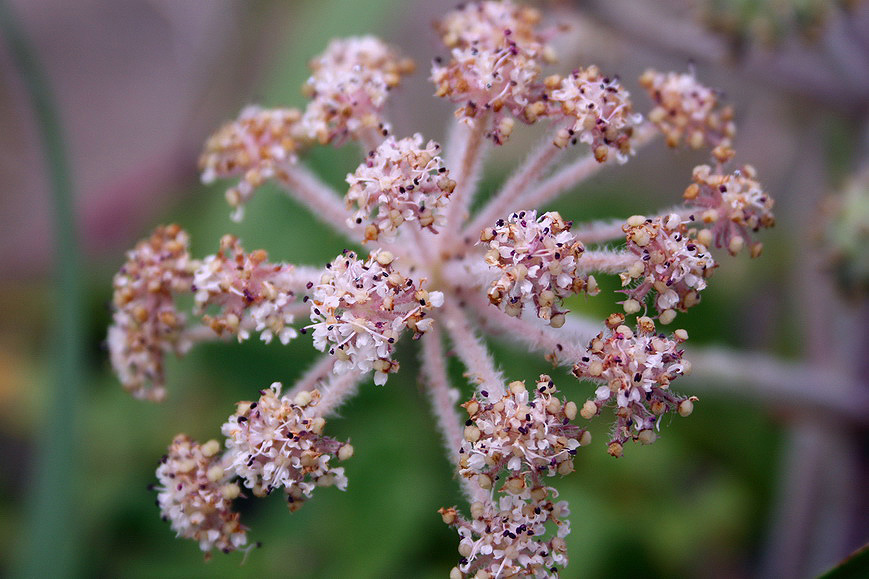 Изображение особи Glehnia litoralis.