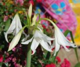 Crinum × powellii. Соцветие. Италия, Римини, в культуре. 19.06.2010.