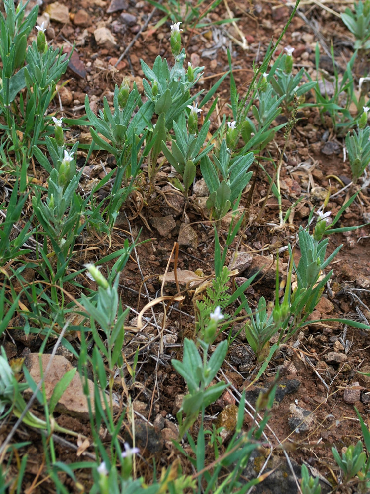 Изображение особи Chardinia orientalis.