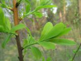 Spiraea salicifolia