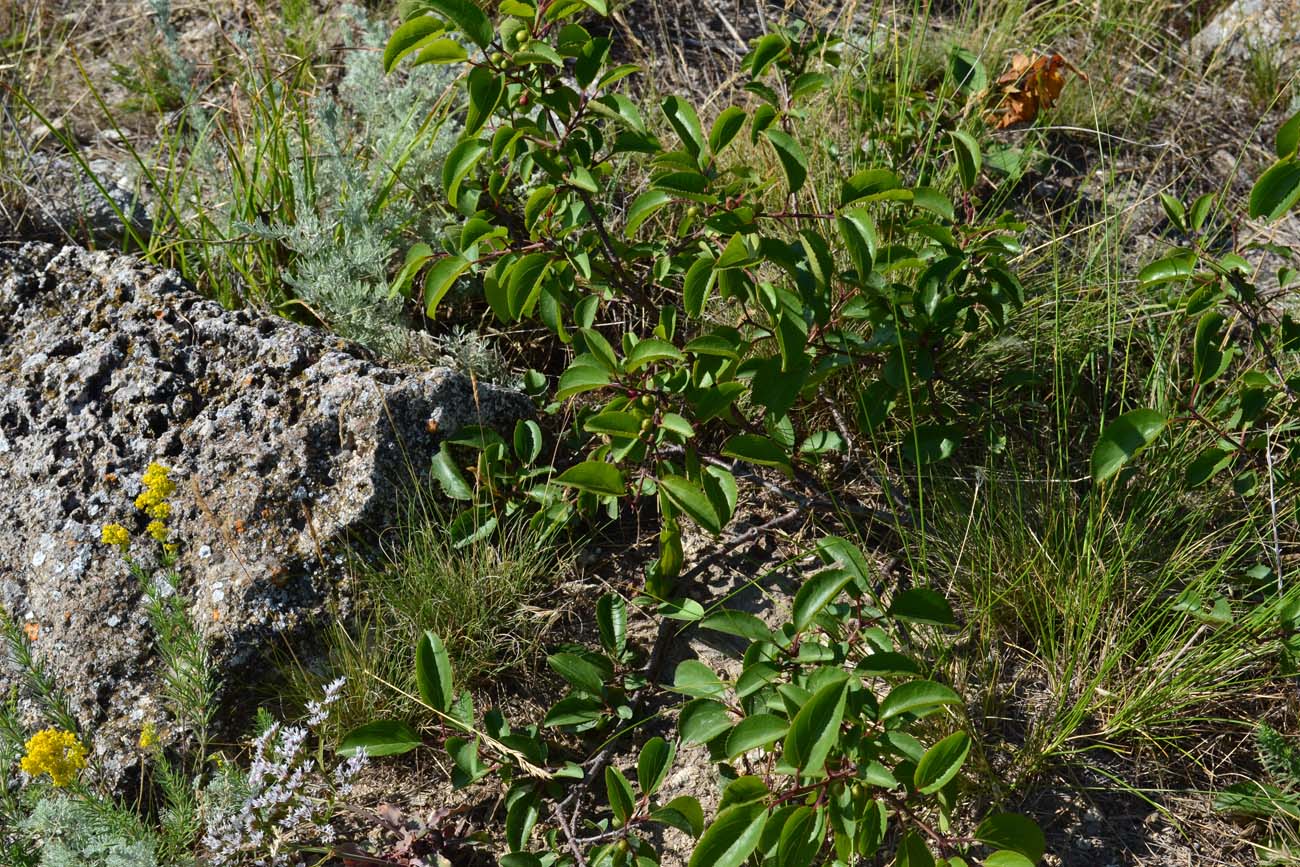 Изображение особи Rhamnus cathartica.