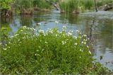 Cardamine amara. Цветущие растения на островке посреди ручья. Ленинградская обл., Ломоносовский р-н, р. Фабричная Речка, мелководье. 26.05.2012.