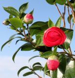 Camellia japonica. Раскрывающиеся цветок и бутоны. Германия, г. Кемпен, на открытом балконе. 09.02.2013.