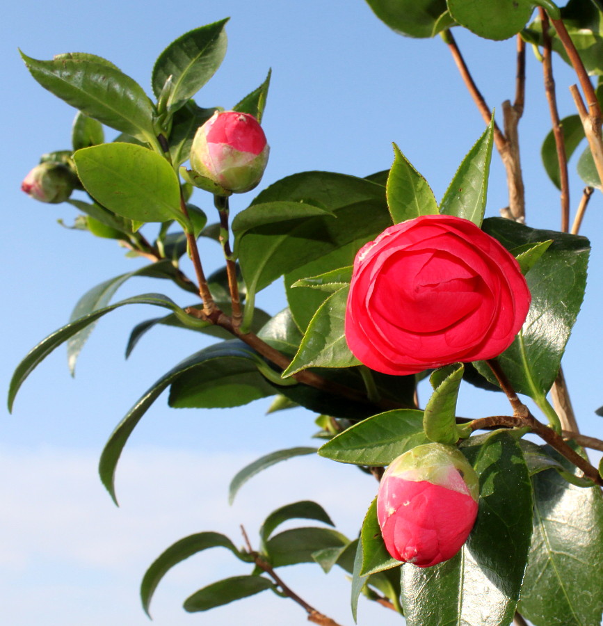 Изображение особи Camellia japonica.